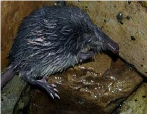 Especies animales en peligro de extinción: aves, mamíferos y reptiles; especies de flora silvestre en vías de extinción.