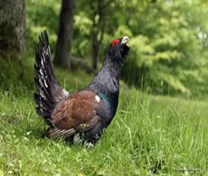 Especies animales en peligro de extinción: aves, mamíferos y reptiles; especies de flora silvestre en vías de extinción.