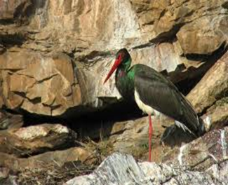 Especies animales en peligro de extinción: aves, mamíferos y reptiles; especies de flora silvestre en vías de extinción.