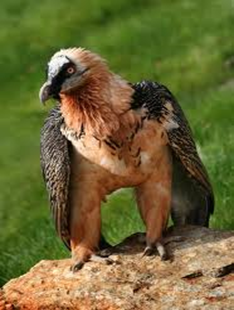 Especies animales en peligro de extinción: aves, mamíferos y reptiles; especies de flora silvestre en vías de extinción.