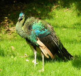 Especies animales en peligro de extinción: aves, mamíferos y reptiles; especies de flora silvestre en vías de extinción.