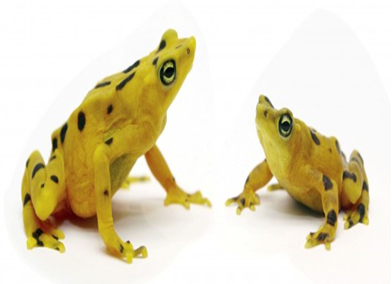 Especies animales en peligro de extinción: aves, mamíferos y reptiles; especies de flora silvestre en vías de extinción.
