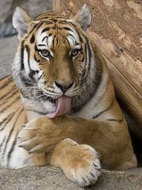 Especies animales en peligro de extinción: aves, mamíferos y reptiles; especies de flora silvestre en vías de extinción.