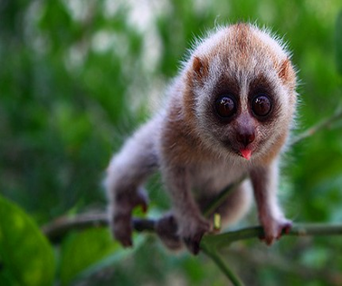 Especies animales en peligro de extinción: aves, mamíferos y reptiles; especies de flora silvestre en vías de extinción.