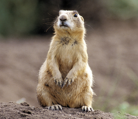 Especies animales en peligro de extinción: aves, mamíferos y reptiles; especies de flora silvestre en vías de extinción.