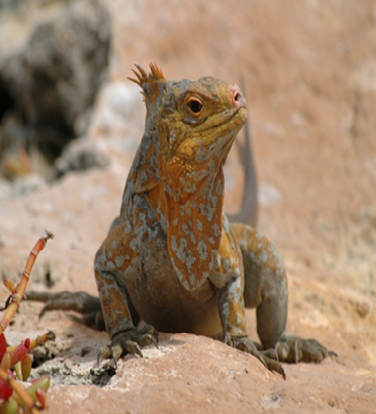 Especies animales en peligro de extinción: aves, mamíferos y reptiles; especies de flora silvestre en vías de extinción.