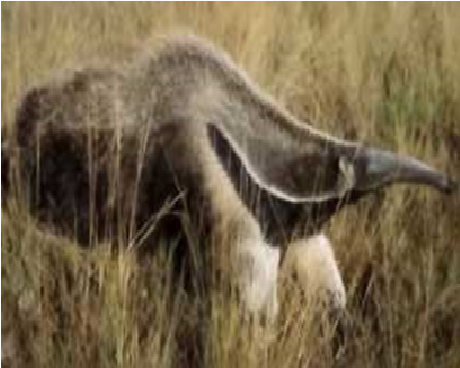 Especies animales en peligro de extinción: aves, mamíferos y reptiles; especies de flora silvestre en vías de extinción.