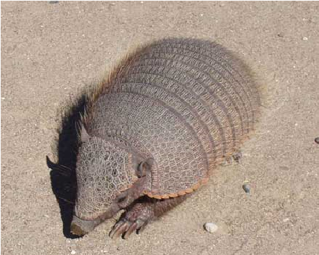 Especies animales en peligro de extinción: aves, mamíferos y reptiles; especies de flora silvestre en vías de extinción.