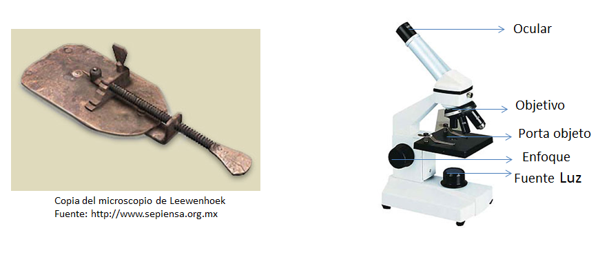 Explica la importancia de la microbiología