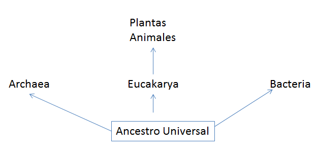 Explica la importancia de la microbiología