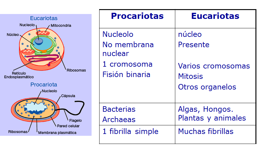 Explica la importancia de la microbiología