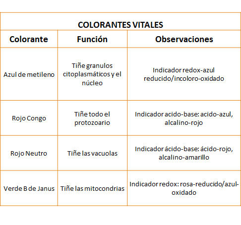 Describe la morfología y estructura de las bacterias