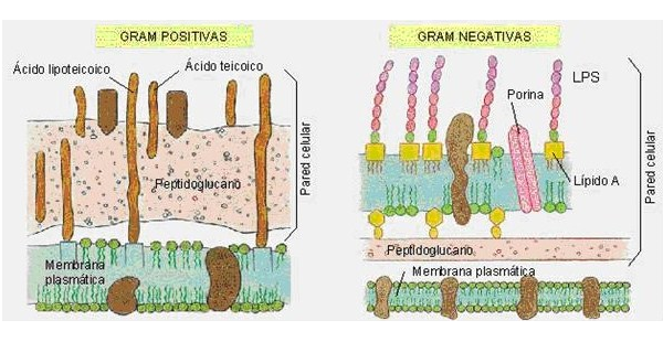 Describe la morfología y estructura de las bacterias