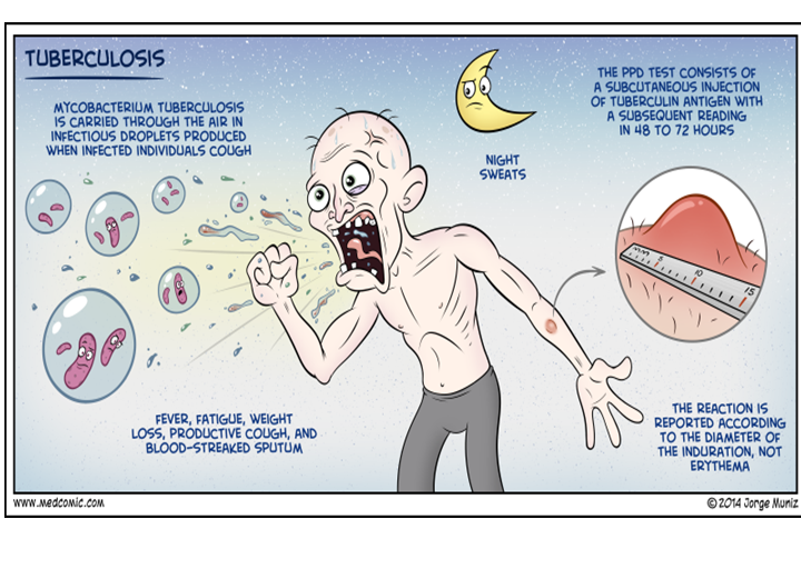 Describe la morfología y estructura de las bacterias