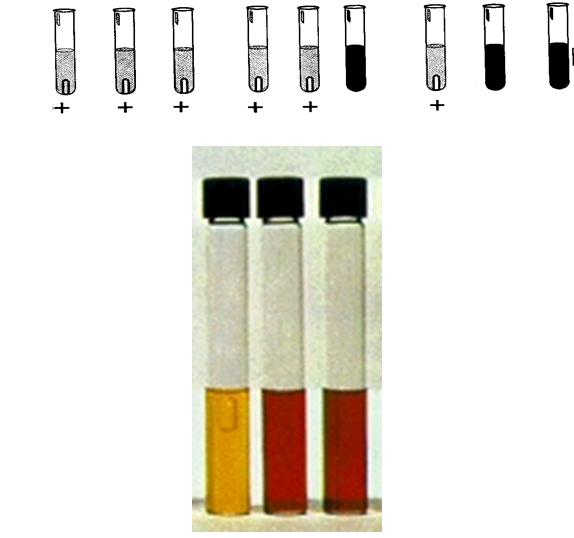 Conoce la aplicación de las coloraciones bacterianas y métodos de esterilización.