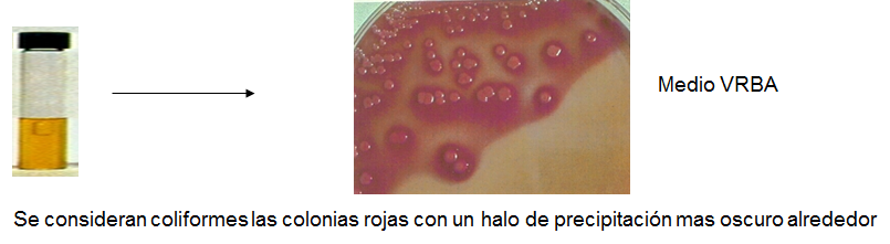 Conoce la aplicación de las coloraciones bacterianas y métodos de esterilización.
