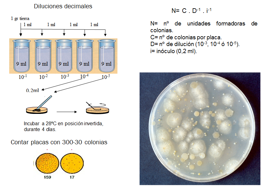 Conoce la aplicación de las coloraciones bacterianas y métodos de esterilización.