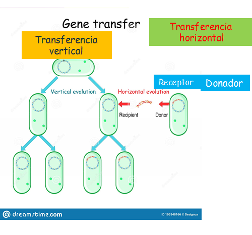 Comprende la genética microbiana