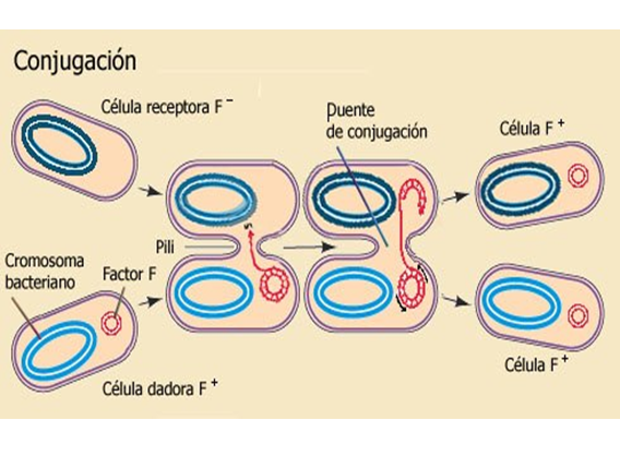Comprende la genética microbiana