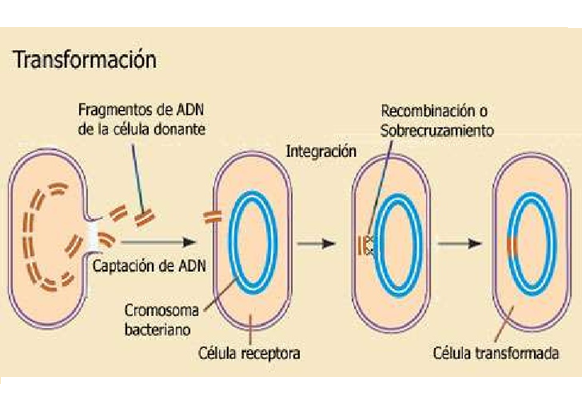 Comprende la genética microbiana
