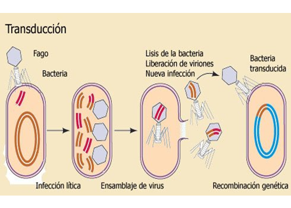 Comprende la genética microbiana