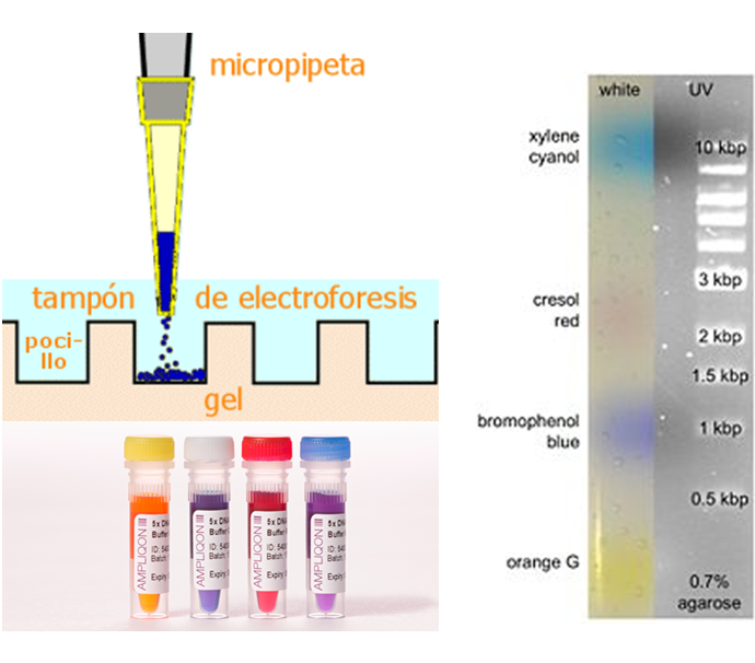 Comprende la genética microbiana