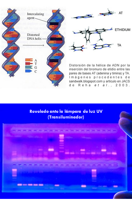 Comprende la genética microbiana