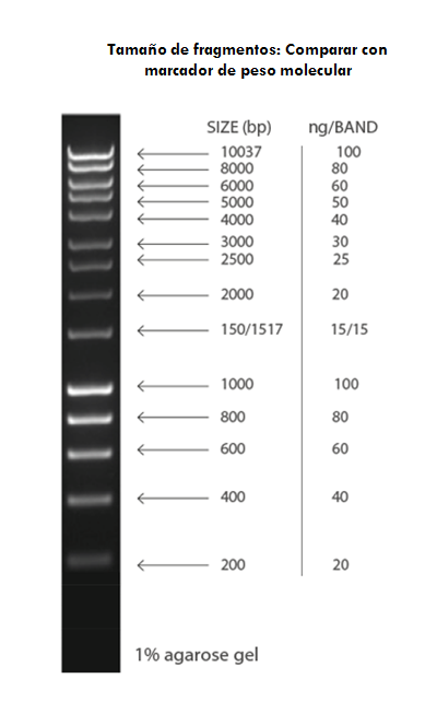 Comprende la genética microbiana