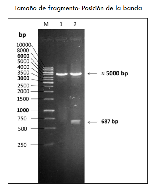 Comprende la genética microbiana