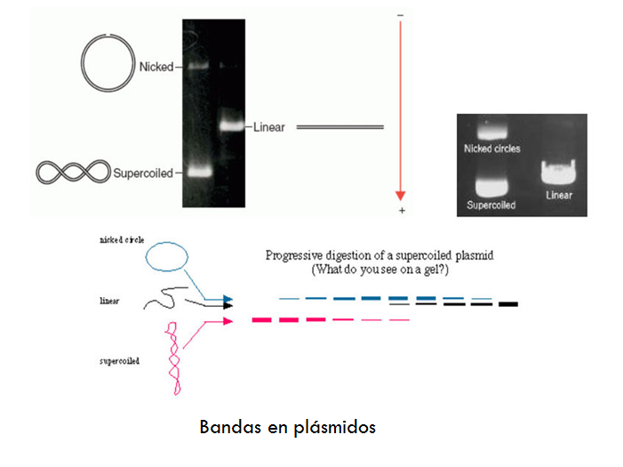 Comprende la genética microbiana
