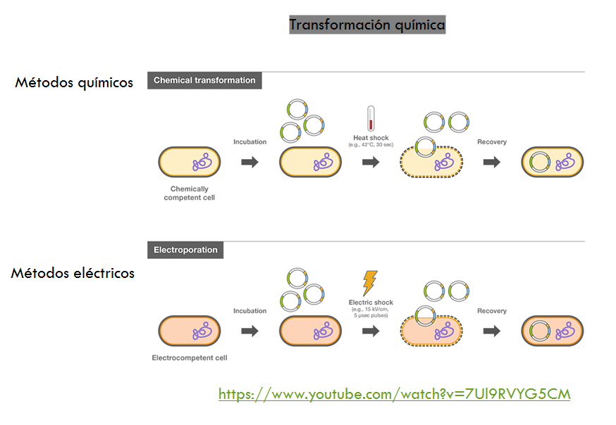 Comprende la genética microbiana