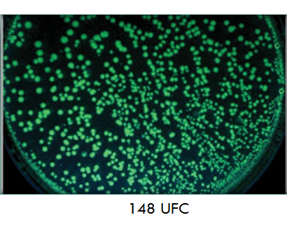 Comprende la genética microbiana