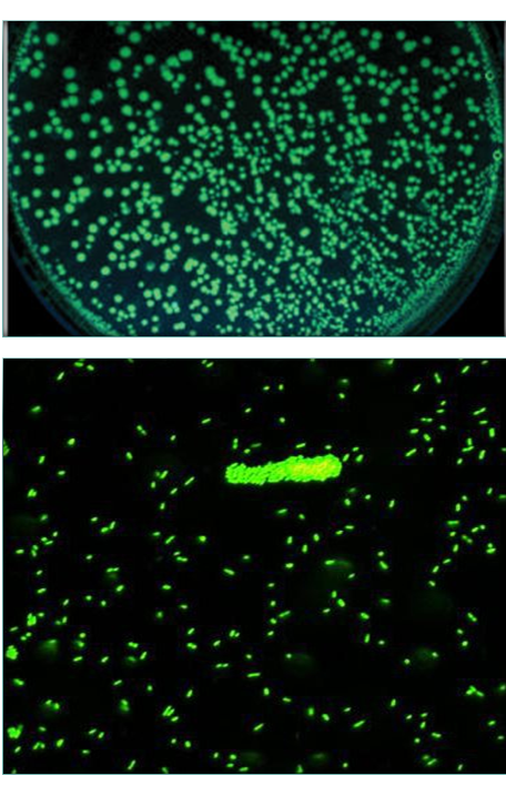 Comprende la genética microbiana