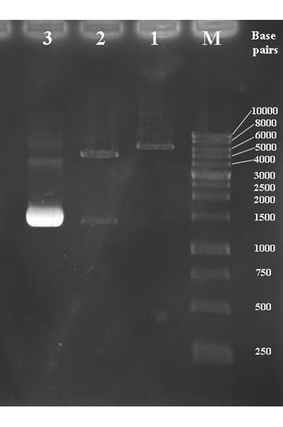 Comprende la genética microbiana