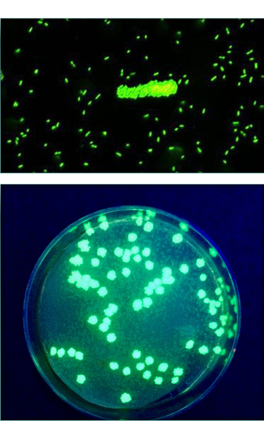Comprende la genética microbiana
