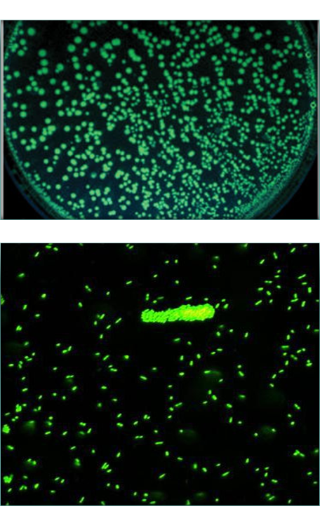 Comprende la genética microbiana