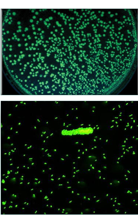 Comprende la genética microbiana