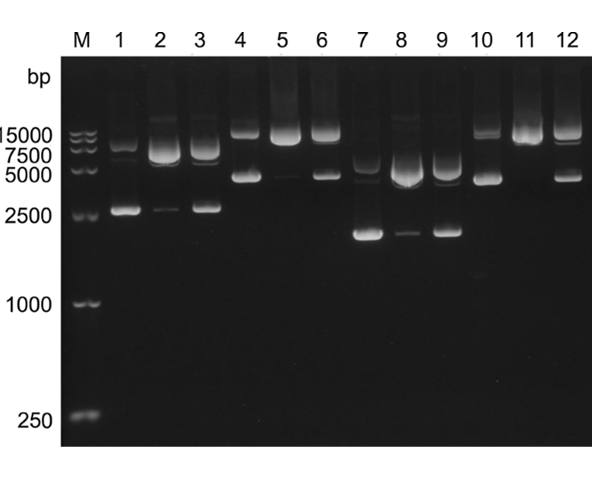 Comprende la genética microbiana