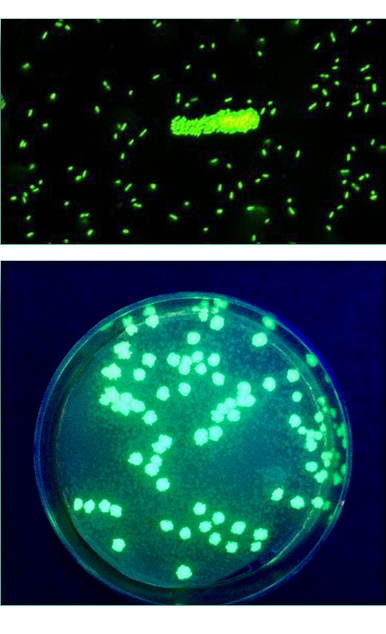 Comprende la genética microbiana