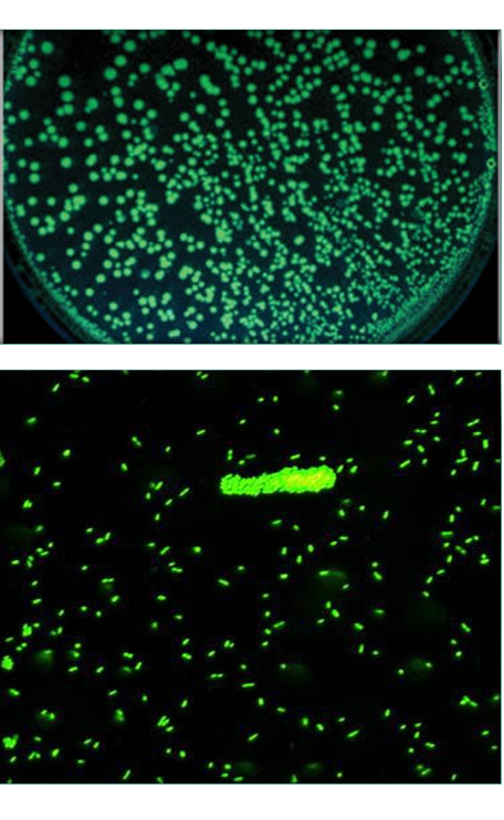Comprende la genética microbiana
