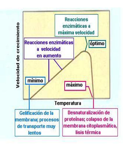 Comprende y conoce el crecimiento microbiano