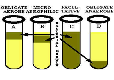 Comprende y conoce el crecimiento microbiano