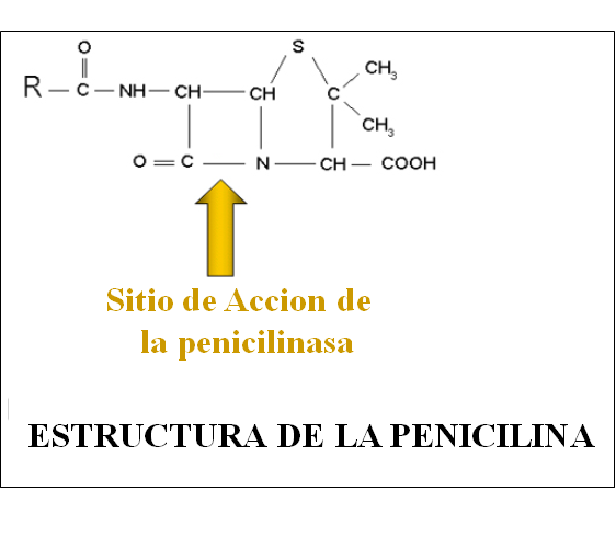 Comprende y conoce el crecimiento microbiano