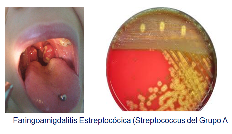 Comprende y conoce el crecimiento microbiano