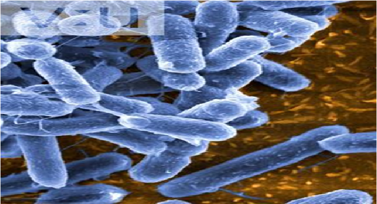 Describe las características, patogenicidad, vías de transmisión y prevención. Enterobacterias, Clostridium y Bacillus.