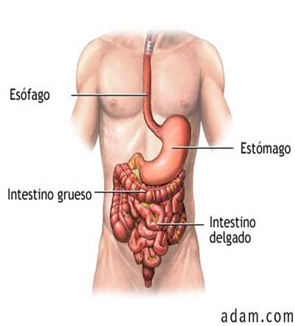 Describe las características, patogenicidad, vías de transmisión y prevención. Enterobacterias, Clostridium y Bacillus.