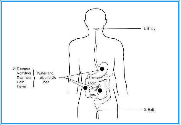 Describe las características, patogenicidad, vías de transmisión y prevención. Enterobacterias, Clostridium y Bacillus.