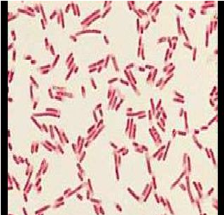 Describe las características, patogenicidad, vías de transmisión y prevención. Enterobacterias, Clostridium y Bacillus.