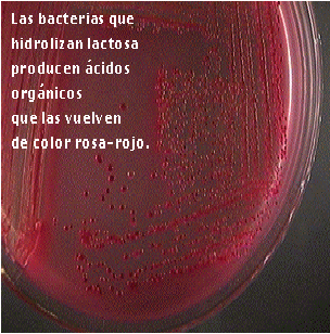 Describe las características, patogenicidad, vías de transmisión y prevención. Enterobacterias, Clostridium y Bacillus.