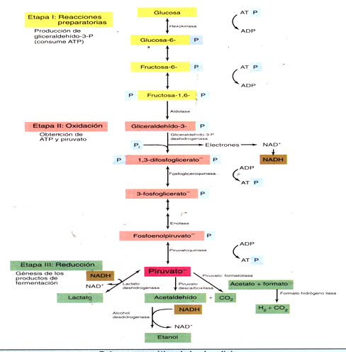 Describe las características, patogenicidad, vías de transmisión y prevención. Enterobacterias, Clostridium y Bacillus.